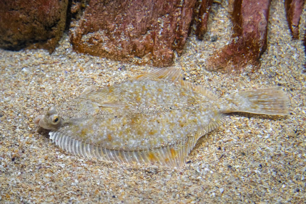 Schollen (Pleuronectidae)