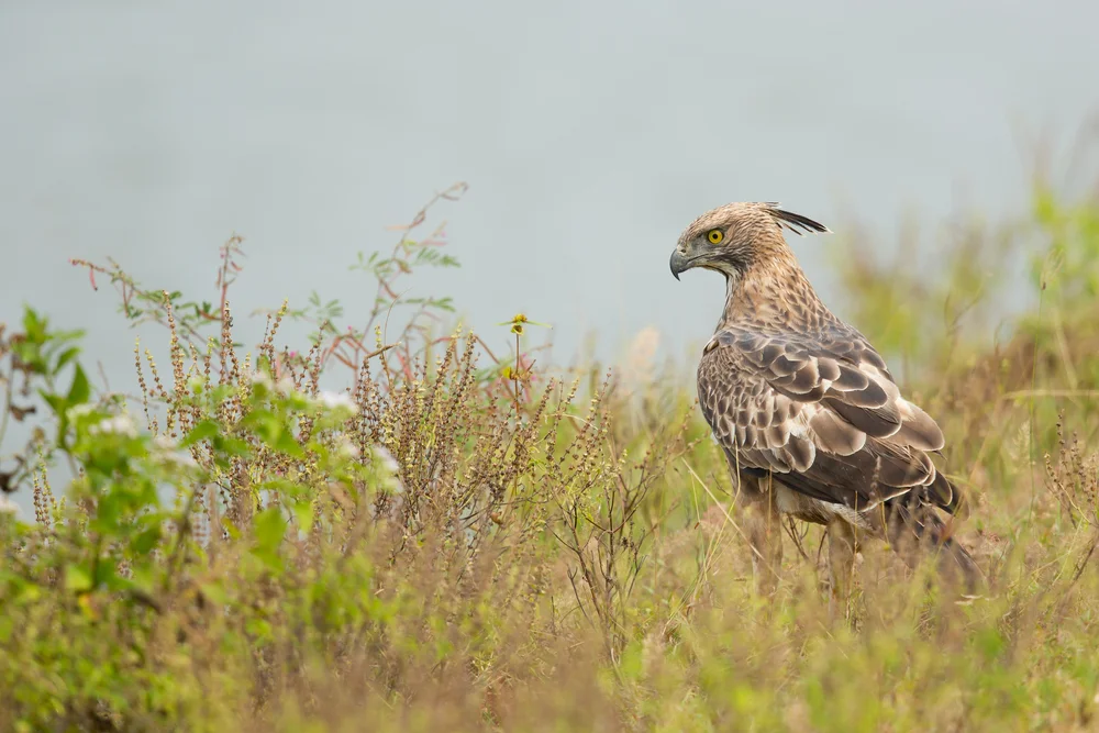 Schopfkranichadler (Nisaetus cirrhatus)