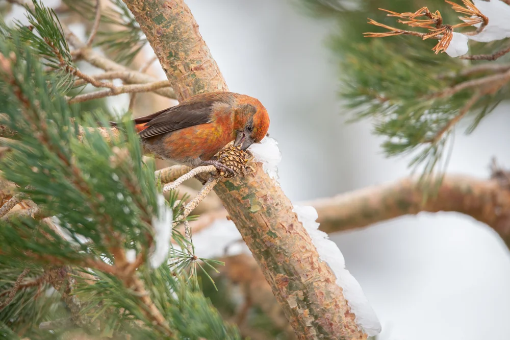 Schottischer Kreuzschnabel (Loxia scotica)