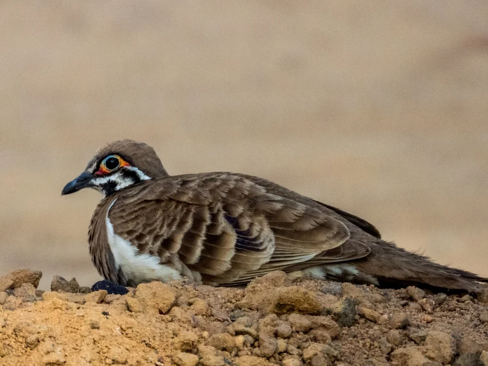 Schrifttaube (Geophaps scripta)