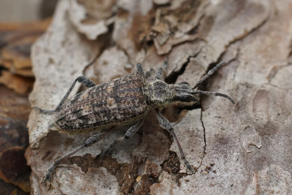 Detailed,Closeup,On,A,Grey-colored,Longhorn,Beetle,,The,Ribbed,Pine
