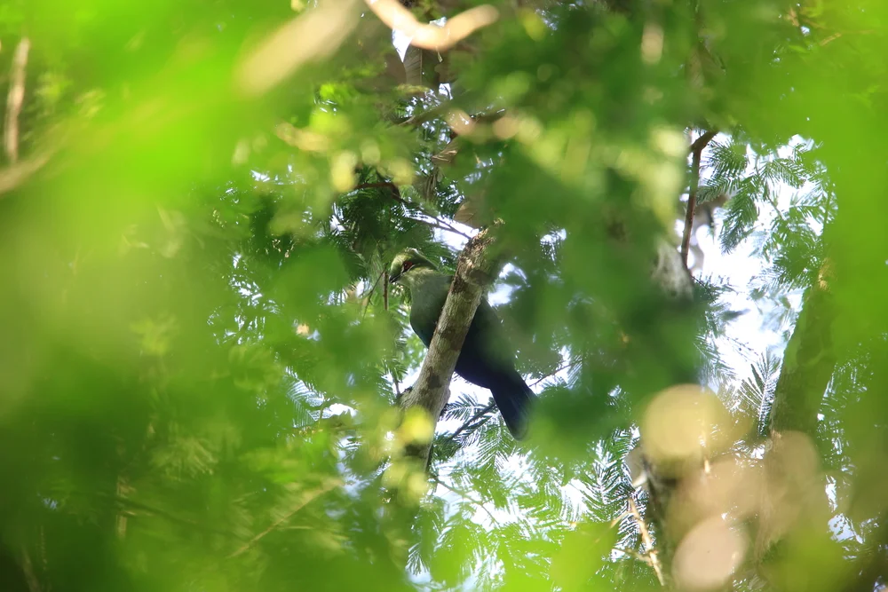 Schuetts Taurako (Tauraco schuetti)