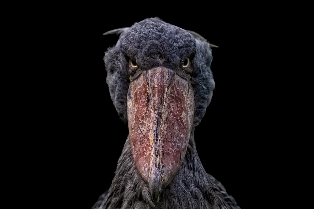 The,Bird,Shoebill,(balaeniceps,Rex)