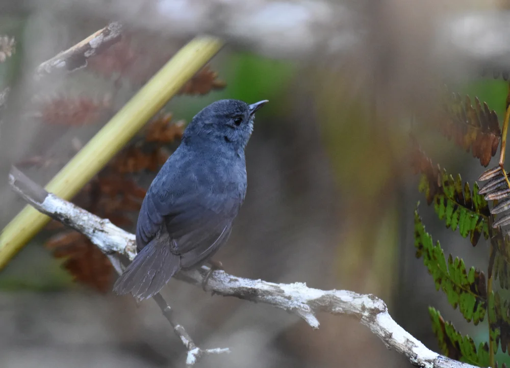 Schulenbergs Tapaculo (Scytalopus simonsi)
