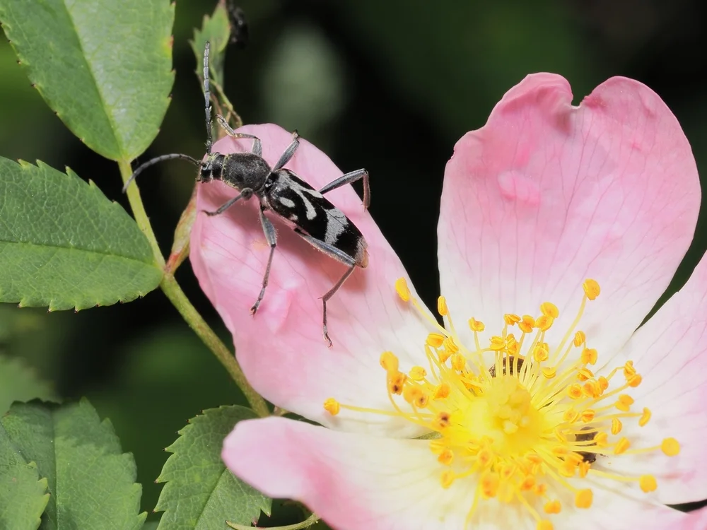 Chlorophorus,Figuratus,Is,A,Species,Of,Round-necked,Longhorns,Belonging,To