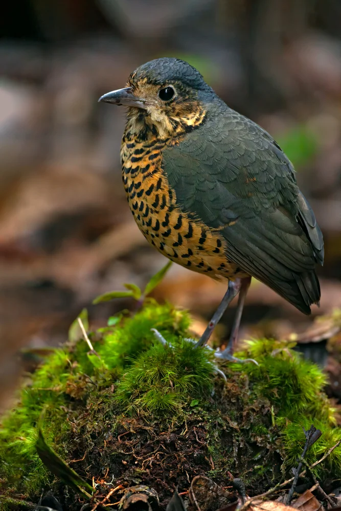 Schuppen-Ameisenpitta (Grallaria squamigera)