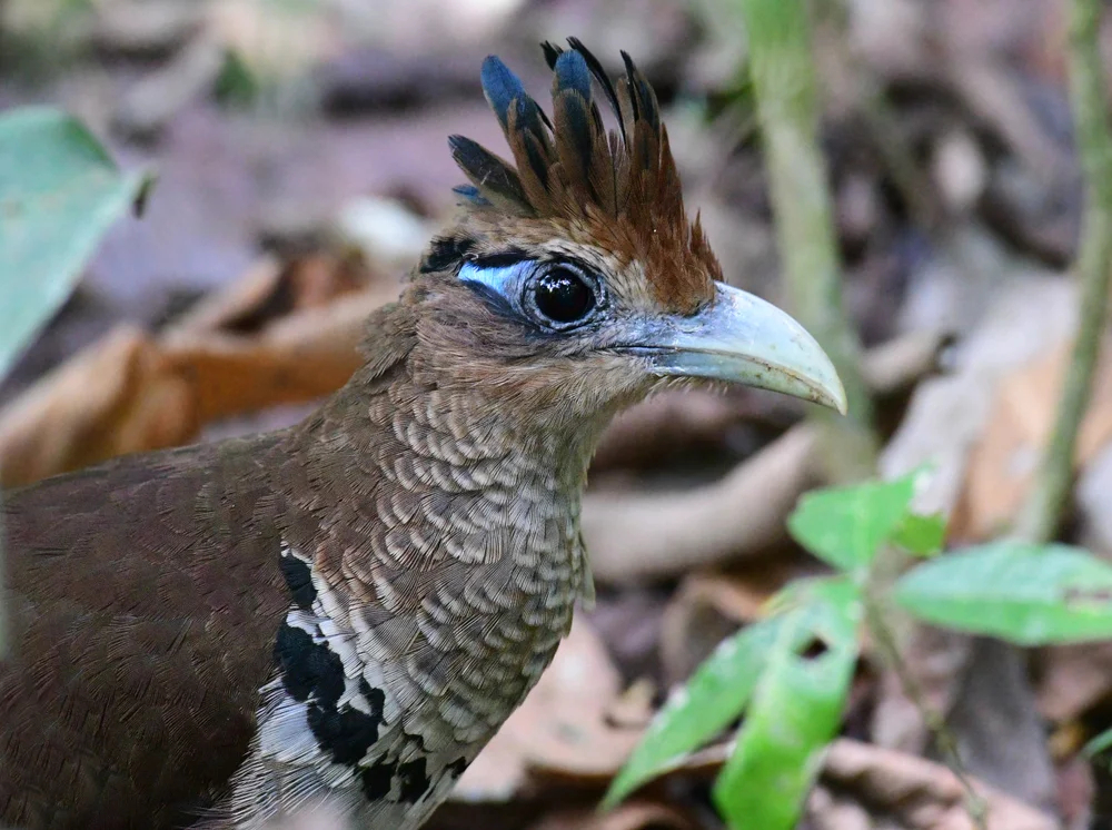 Schuppenbauch-Erdspecht (Neomorphus squamiger)