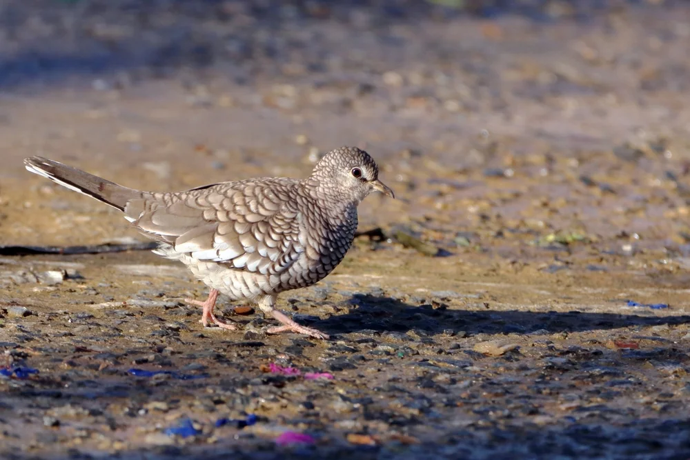 Schuppenbauch-Erdtaube (Columbina squammata)
