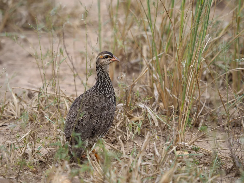 Schuppenfrankolin (Pternistis squamatus)