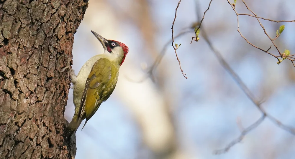 Schuppengrünspecht (Picus squamatus)