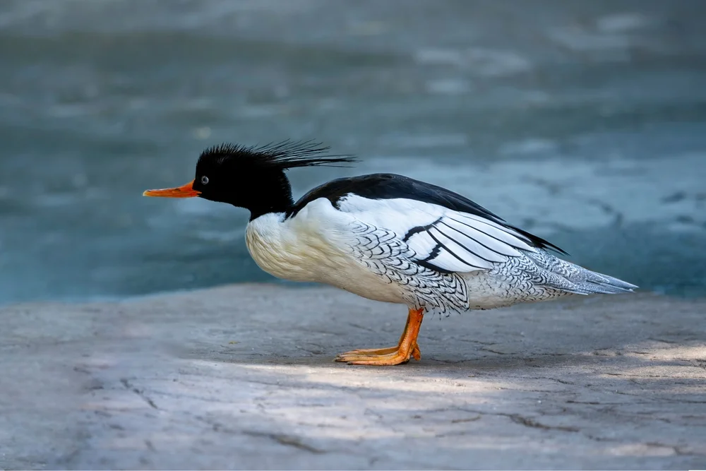 Schuppensäger (Mergus squamatus)