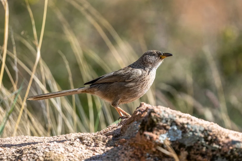 Schuppenschopf-Drossling (Turdoides squamiceps)
