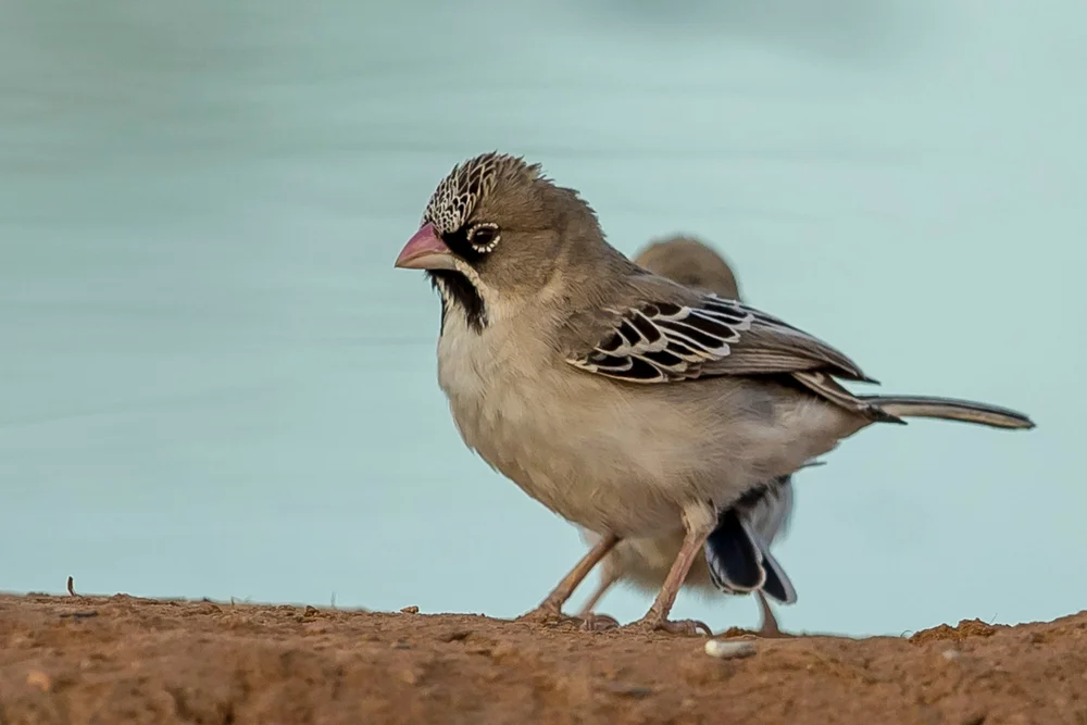 Schuppenstirn-Lerchenpfeifgimpel (Sporopipes squamifrons)
