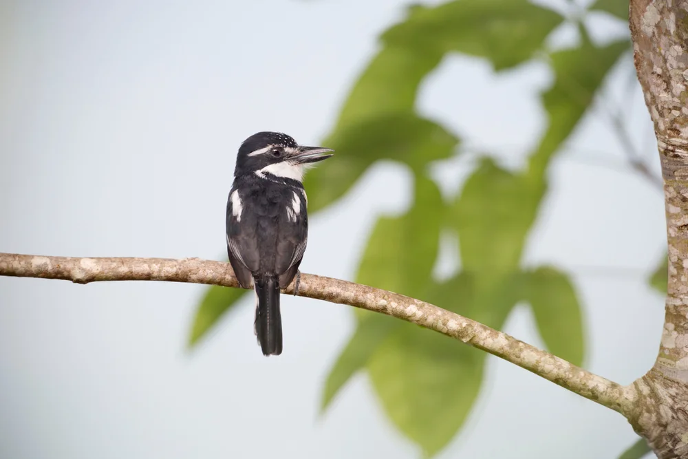 Schuppiges Nasenbärchen (Notharchus tectus)