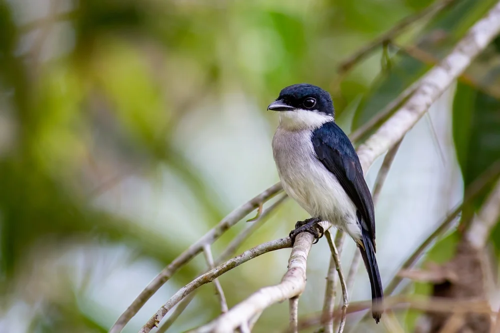 Schwalbenschwanz-Zwergbülbül (Hemipus hirundinaceus)