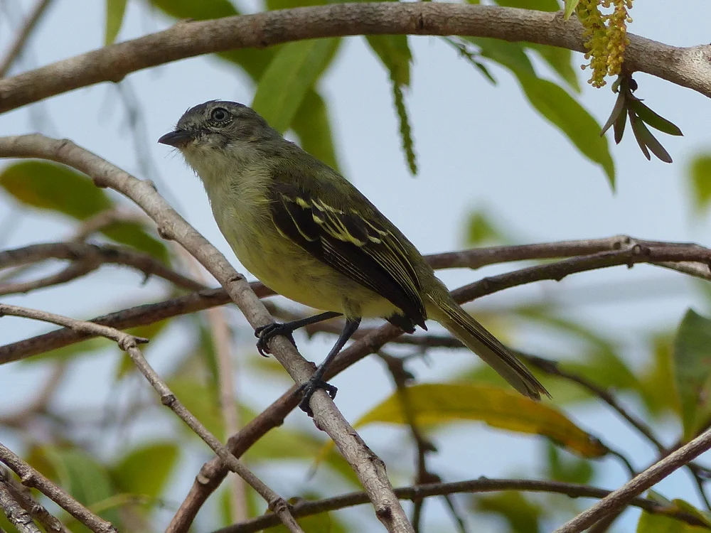 Schwanz-Brillantkolibri (Inezia caudata)