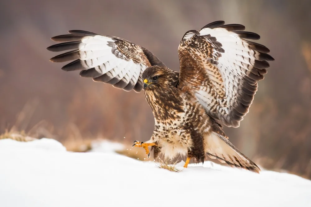 Schwanzbussard (Buteo swainsoni)