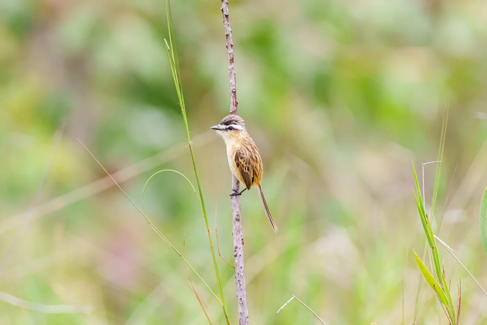 Schwanzfleck-Buschtyrann (Culicivora caudacuta)