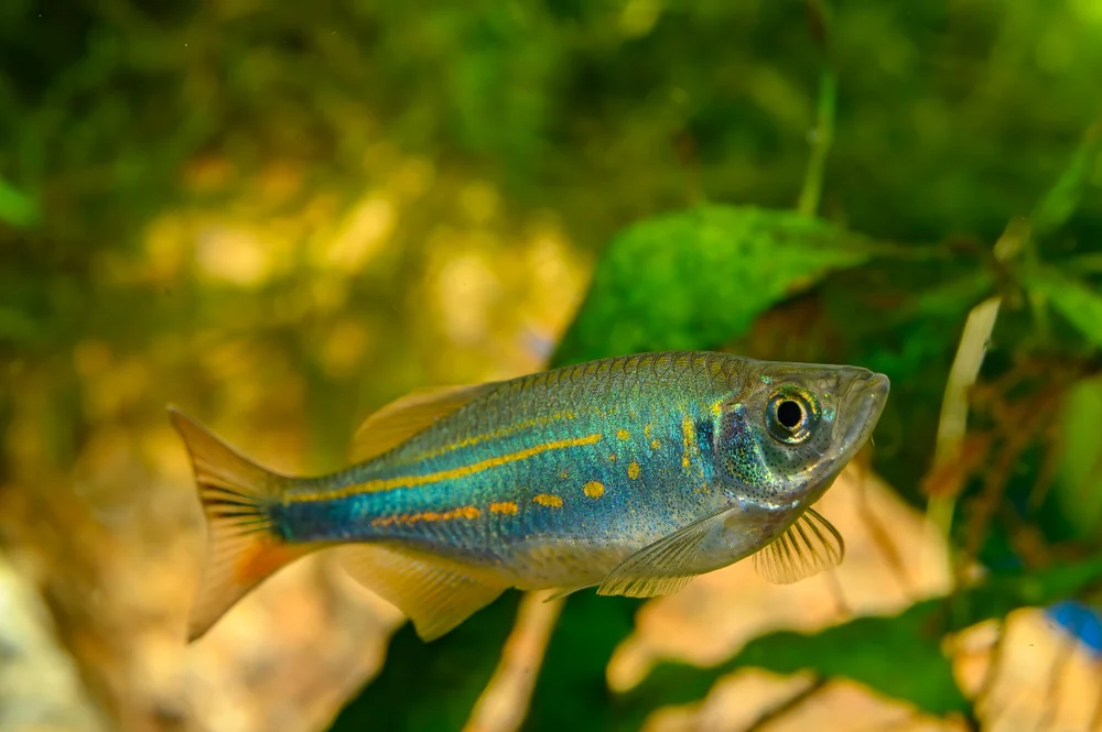 Schwanzflossen-Bärbling (Devario aequipinnatus)