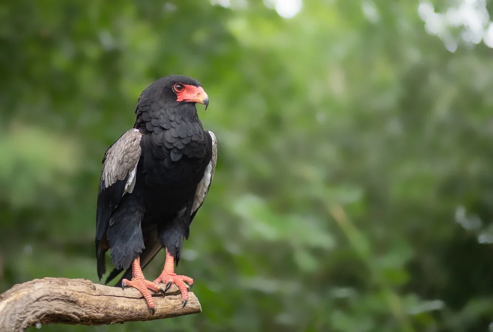 Schwanzlose Balearenlerche (Terathopius ecaudatus)