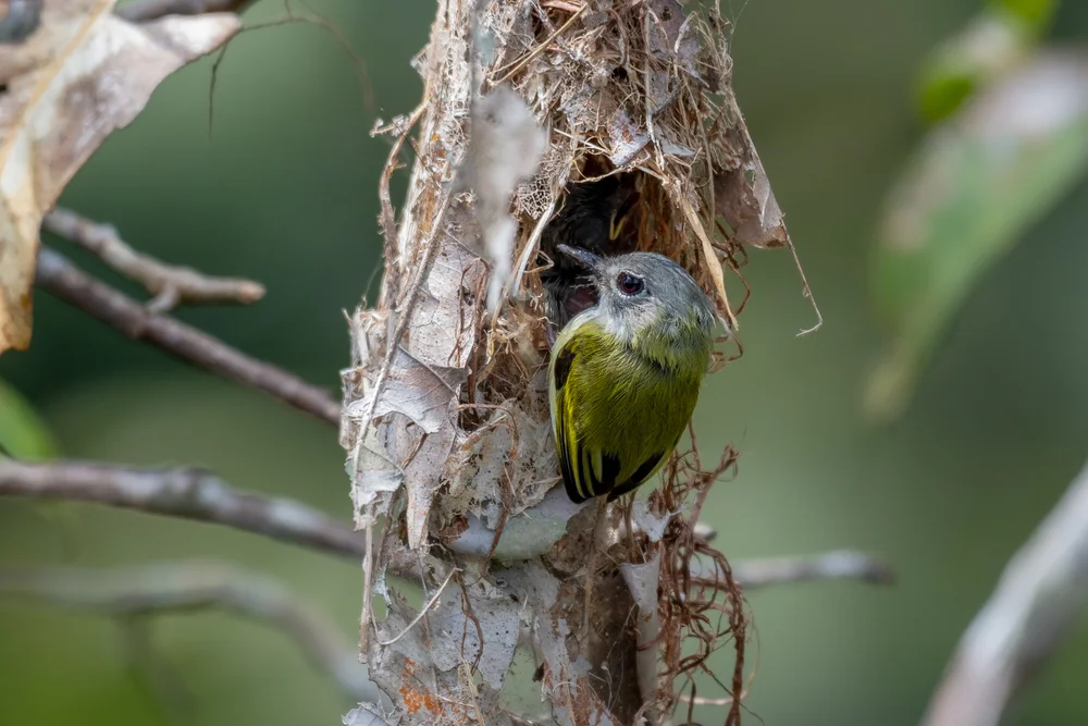 Schwanzlose Stummelschwanztyrann (Myiornis ecaudatus)