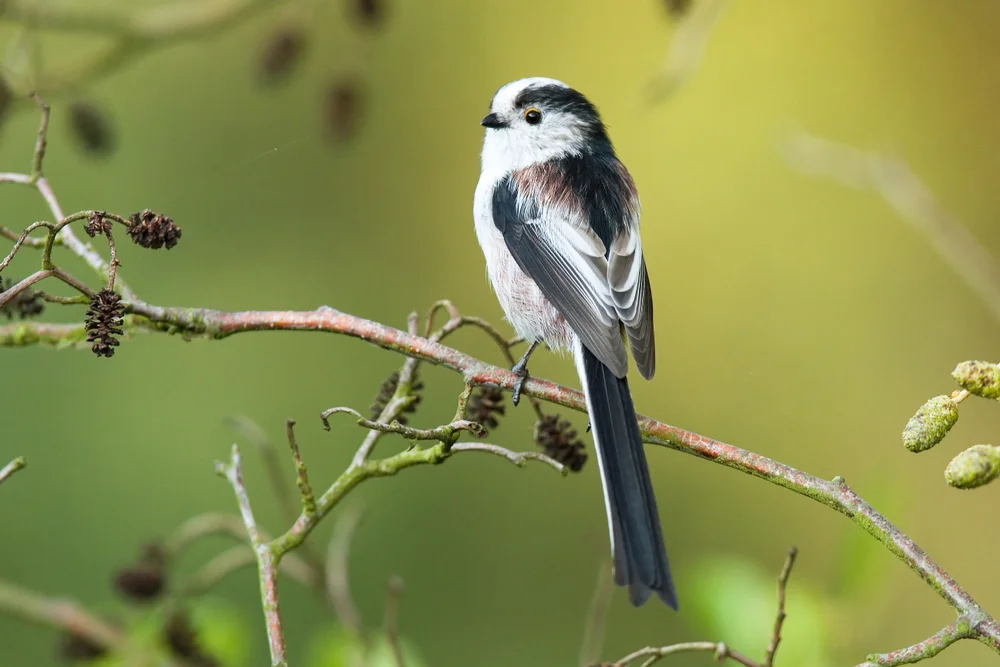 Long-tailed,Tit-the,Long-tailed,Tit,Or,Long-tailed,Bushtit,(aegithalos,Caudatus),Is