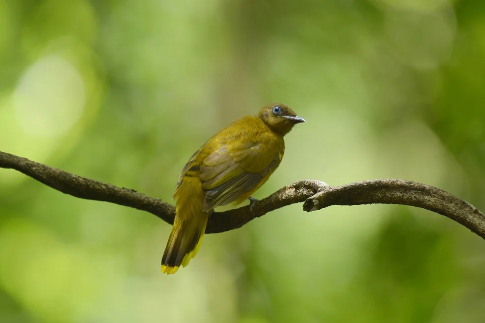 Schwarz-Dickschnabeldrossel (Graurücken-Dickschnabeldrossel)