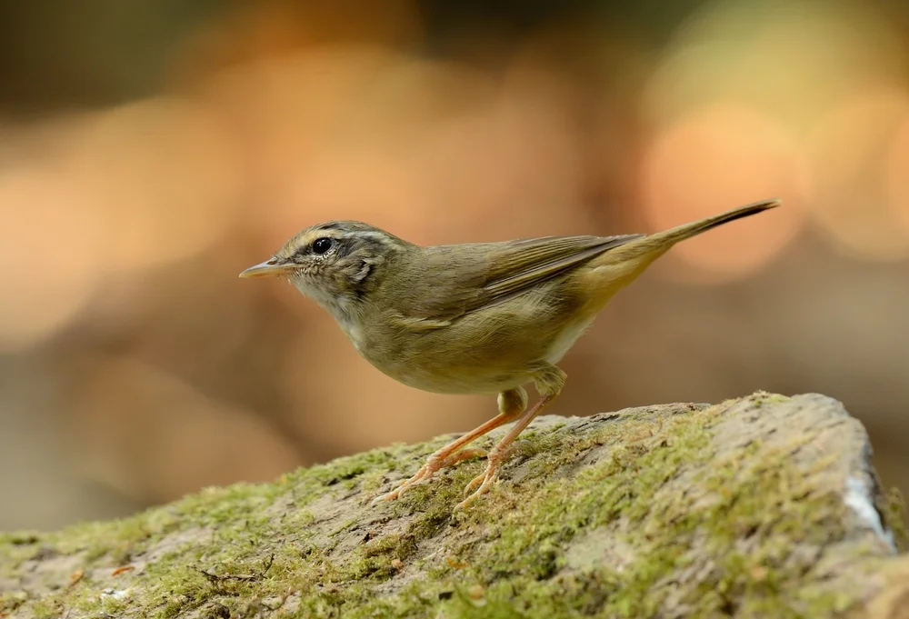 Schwarz' Laubsänger (Phylloscopus schwarzi)