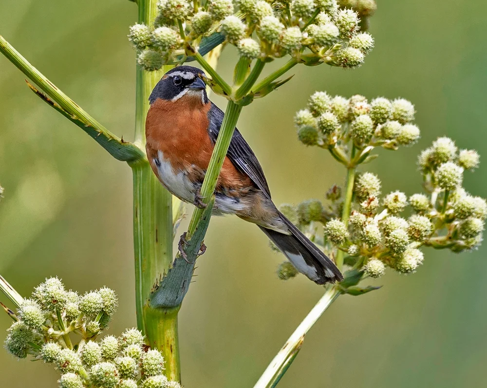 Schwarz-Rot-Bergsperling (Pcospiza nigrorufa)