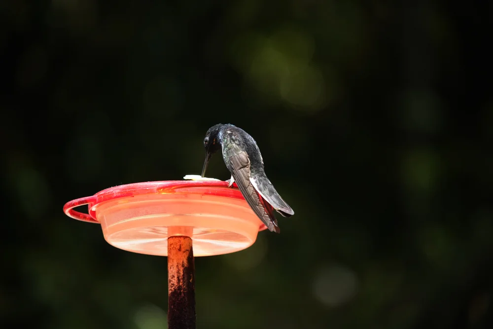 Schwarz-Schattenkolibri (Threnetes niger)