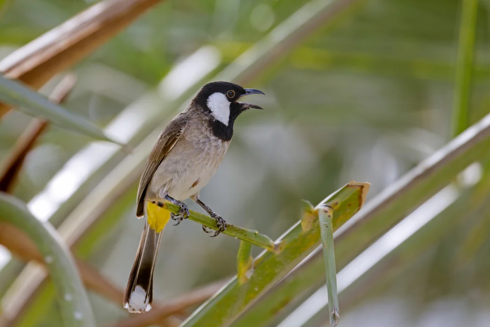 Schwarz-Weiß-Dickschnabeldrossel (Weißohr-Dickschnabeldrossel)