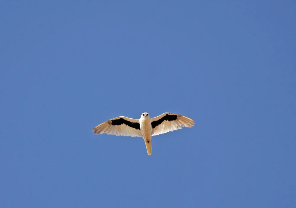 Letter-winged,Kite,(elanus,Scriptus),Flying,Again,A,Blue,Australian,Sky