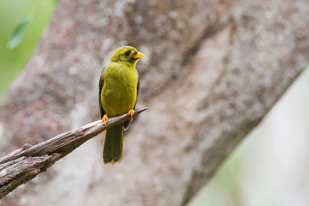 Schwarzaugen-Flötenvogel (Manorina melanophrys)