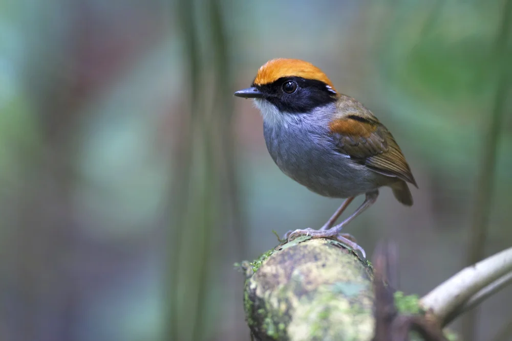 Schwarzbauch-Ameisenpitta (Conopophaga melanogaster)
