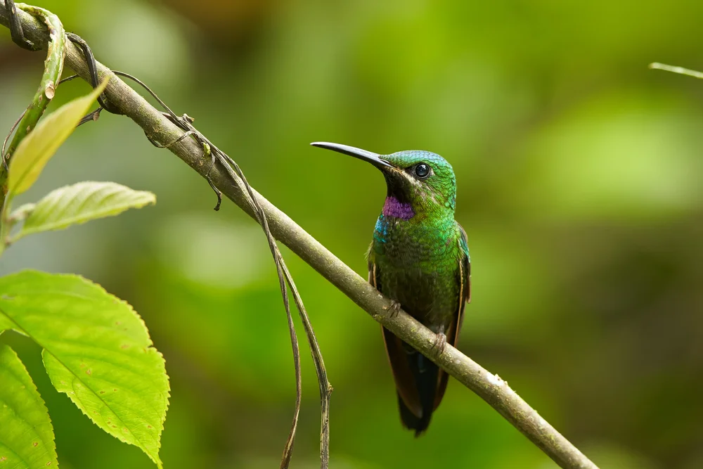 Schwarzbauch-Brillantkolibri (Heliodoxa schreibersii)