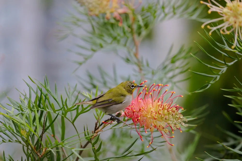 Schwarzbauch-Brillenvogel (Zosterops albogularis)