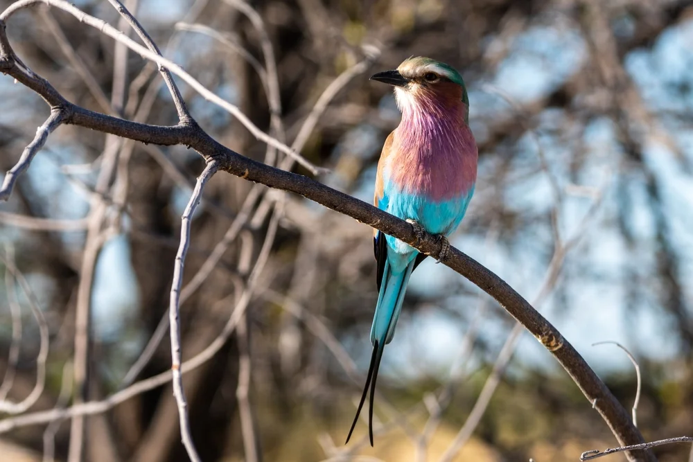 Schwarzbauch-Dollarvogel (Blaukehl-Racke)