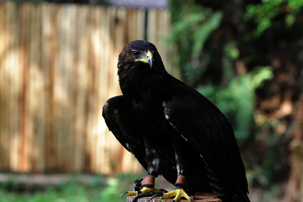 Schwarzbauch-Fischadler (Ictinaetus malaiensis)