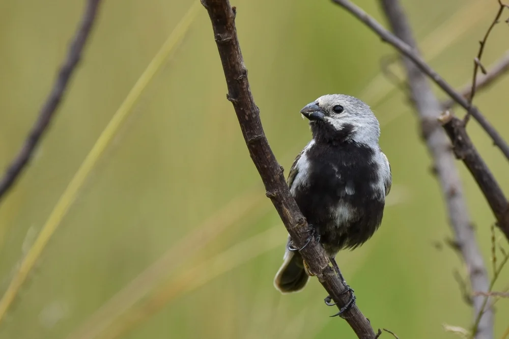 Schwarzbauch-Saatknospf (Sporophila melanogaster)