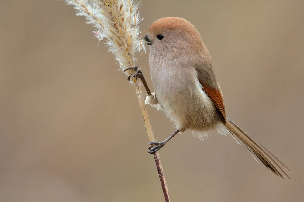 Schwarzbrauen-Bülbül (Suthora atrosuperciliaris)