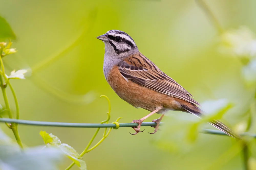Schwarzbrust-Bachammer (Peucaea humeralis)