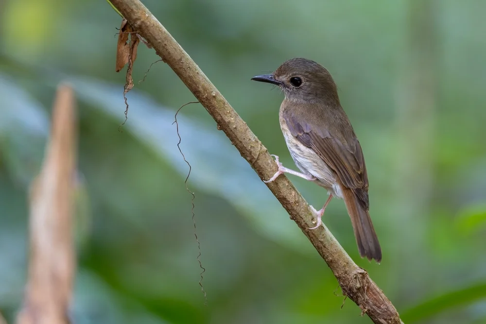 Schwarzbrust-Bülbül (Rhinomyias oscillans)