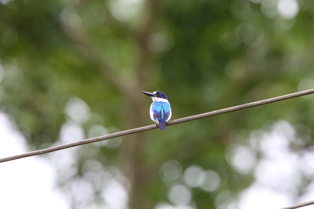 Schwarzbrust-Eisvogel (Todiramphus colonus)