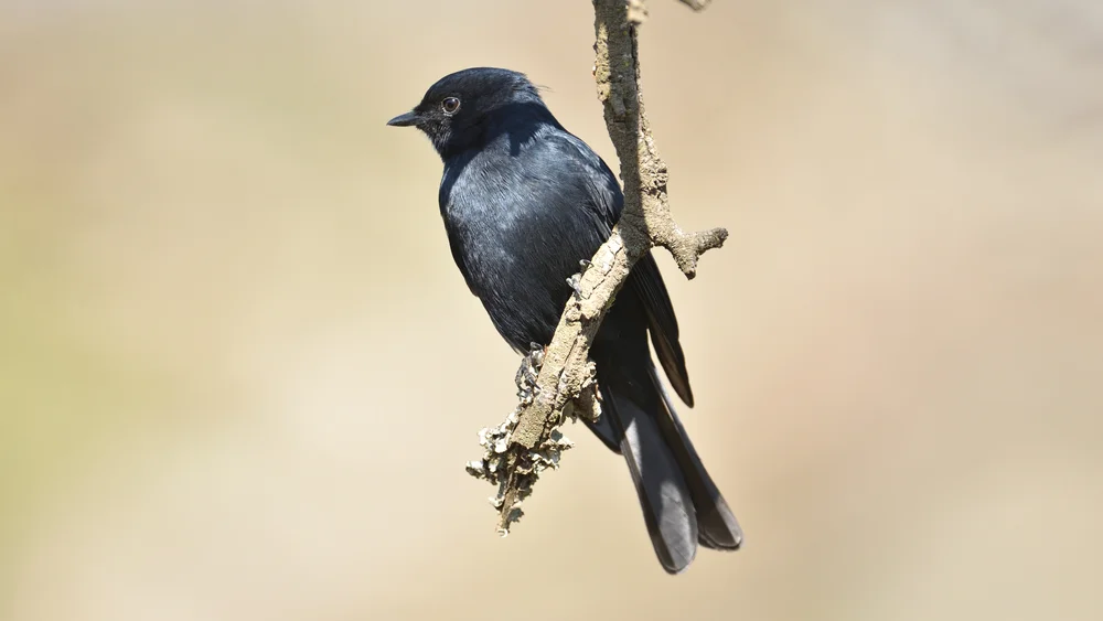 Schwarzbrust-Honiganzeiger (Melaenomis pammelaina)
