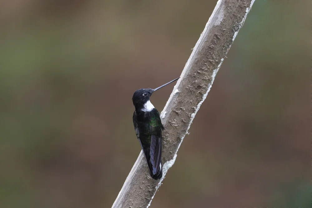 Schwarzbrust-Nymphe (Coeligena prunellei)