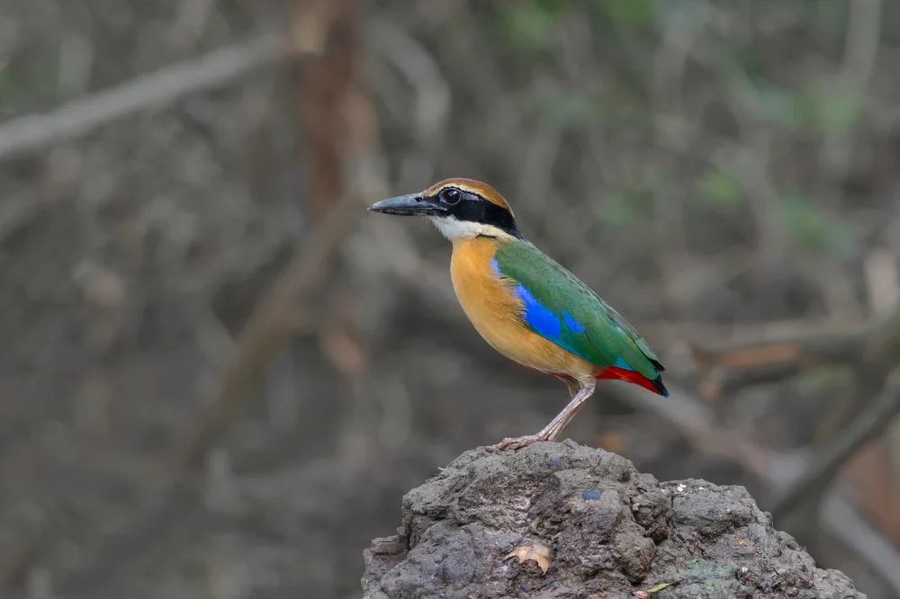 Schwarzbrust-Pitta (Pitta megarhyncha)