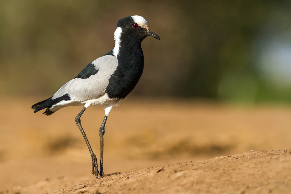 Schwarzbrust-Spornkiebitz (Vanellus armatus)