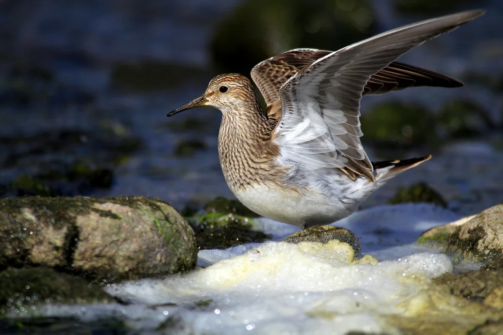 Schwarzbrust-Strandläufer (Calidris melanotos)