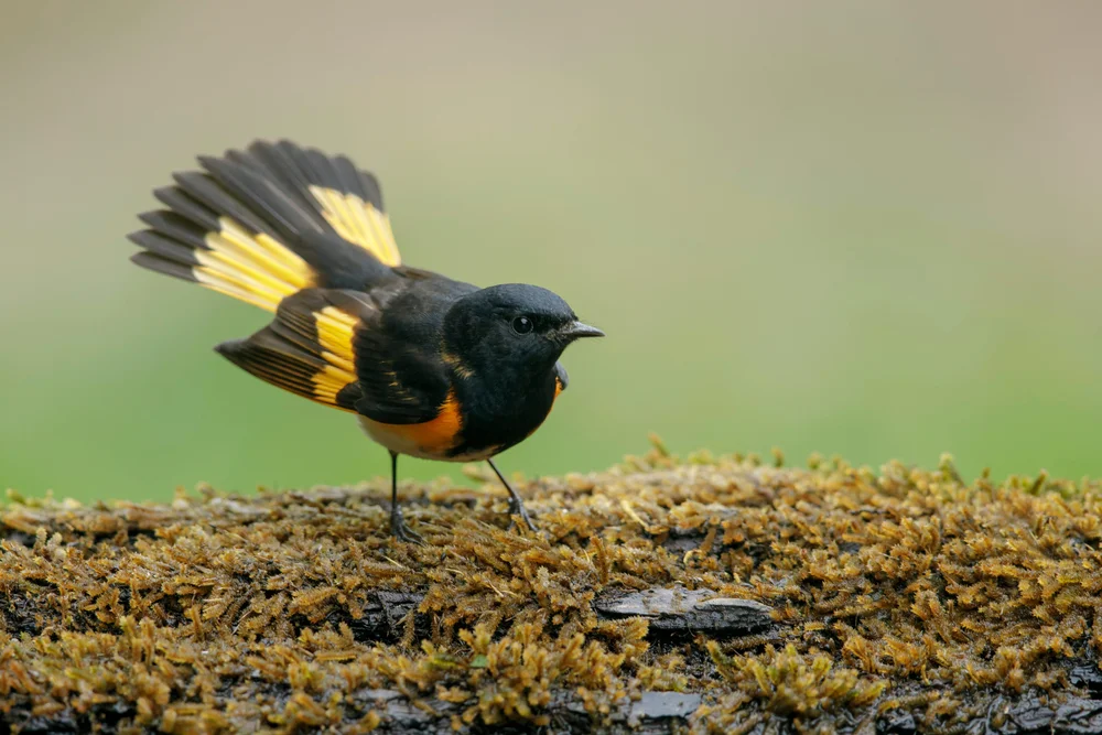 Schwarzbrust-Waldsänger (Setophaga nigrescens)