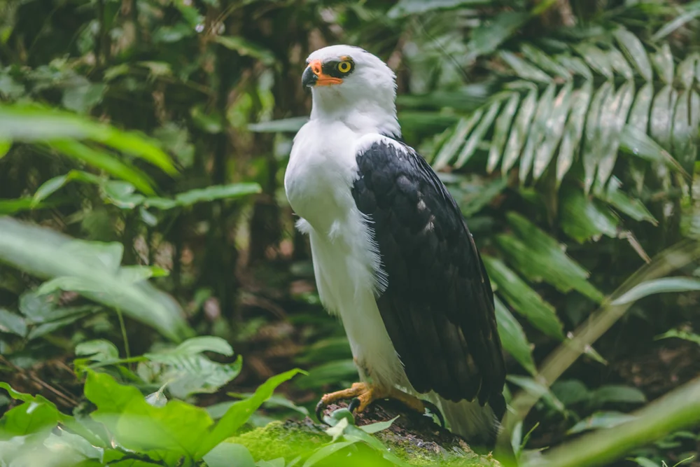 Schwarzbrustadler (Spizaetus melanoleucus)